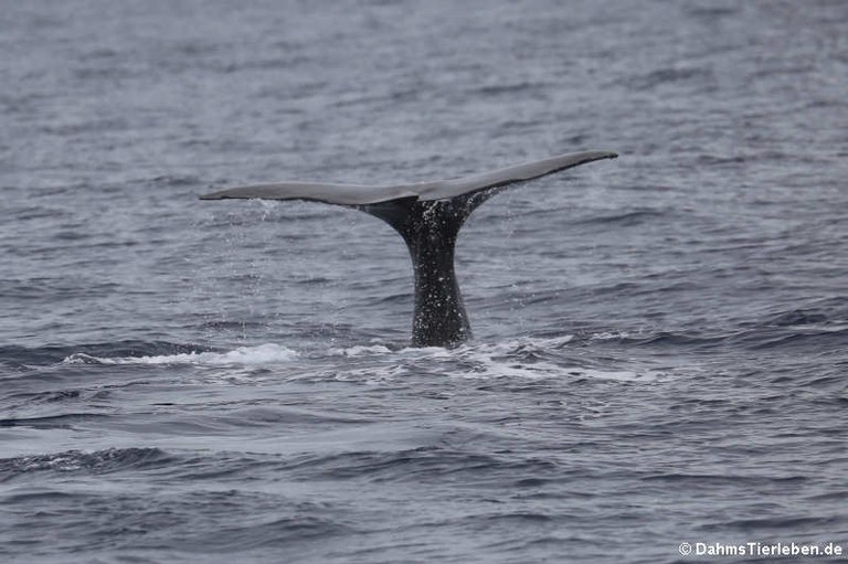 Physeter macrocephalus