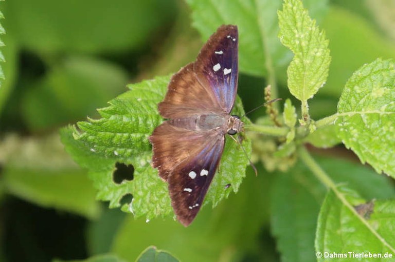 Polygonus savigny