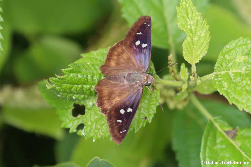 Polygonus savigny