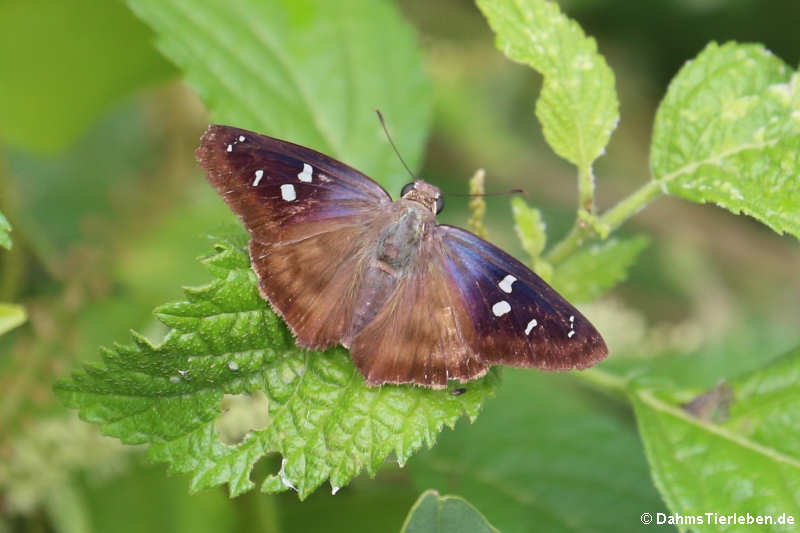 Schmetterling (Proteides mercurius)