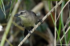 weibliche Trauergrackel (Quiscalus lugubris guadeloupensis) in Dominica