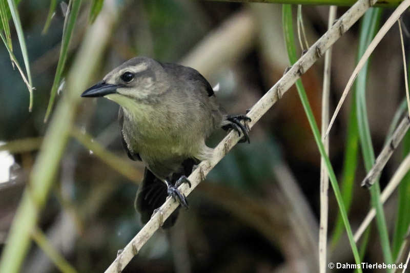 Quiscalus lugubris guadeloupensis