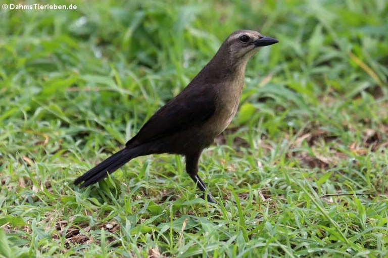 Quiscalus lugubris guadeloupensis