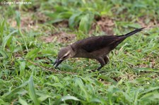 weibliche Trauergrackel (Quiscalus lugubris guadeloupensis) in Dominica