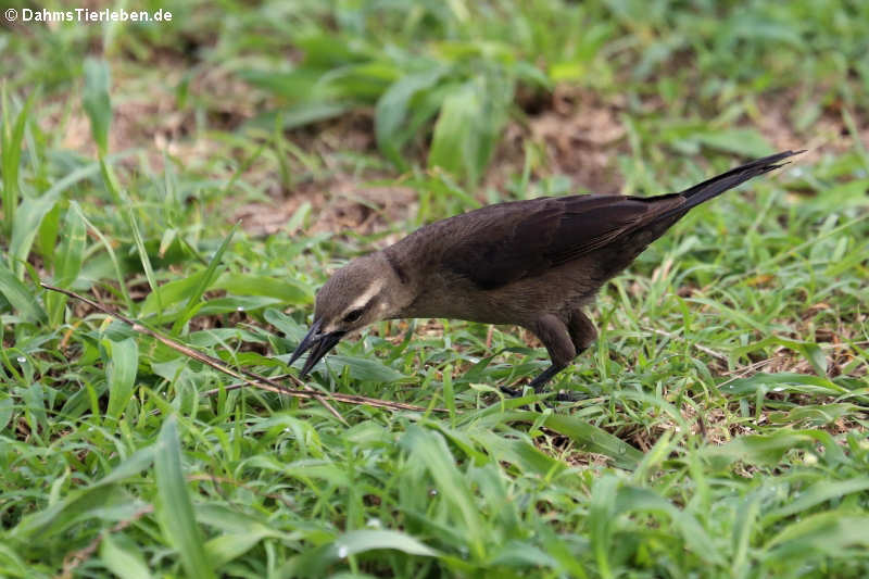 weibliche Trauergrackel (Quiscalus lugubris guadeloupensis)