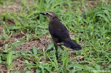 weibliche Trauergrackel (Quiscalus lugubris guadeloupensis) in Dominica