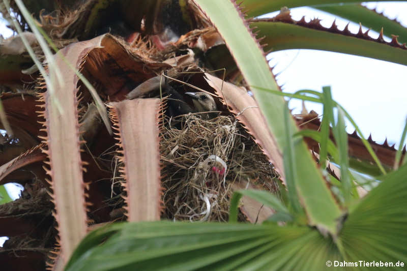 weibliche Trauergrackel (Quiscalus lugubris guadeloupensis im Nest