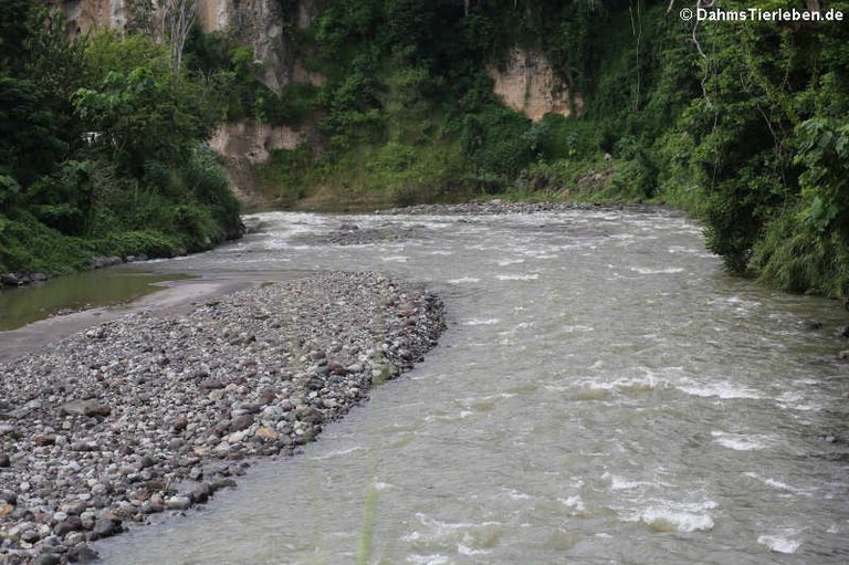 Roseau River