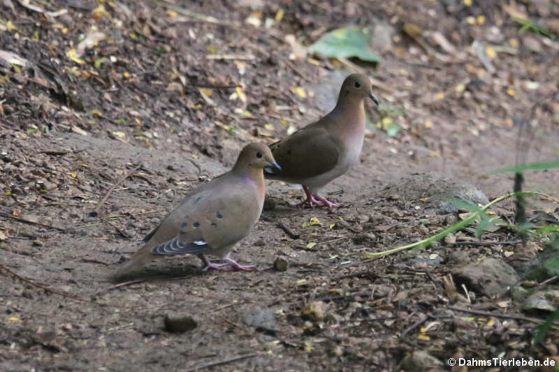 Küstentauben auf Jack's Walk (Zenaida aurita aurita)