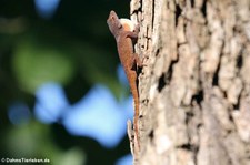 Anolis properus in La Romana, Dominikanische Republik