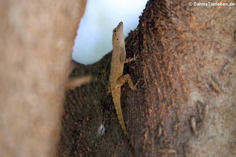 Zaunanolis Anolis distichus-2