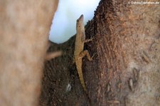 Anolis properus in La Romana, Dominikanische Republik