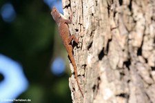 Anolis properus in La Romana, Dominikanische Republik