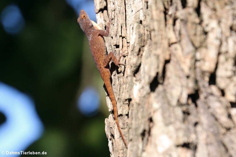 Anolis properus