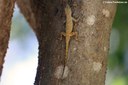 Anolis distichus