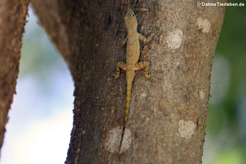 Zaunanolis Anolis distichus-1