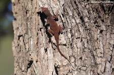 Anolis properus in La Romana, Dominikanische Republik