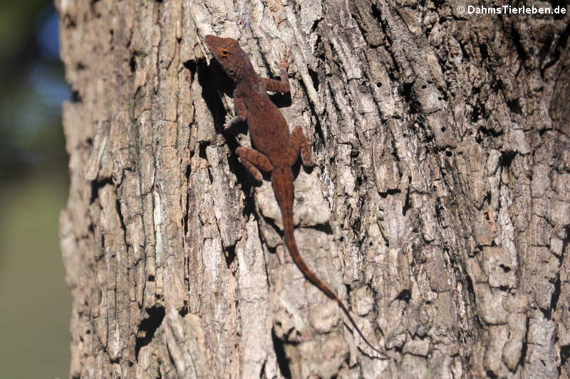 Zaunanolis Anolis distichus-4