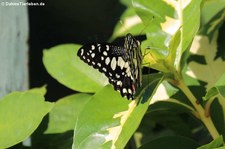 Karierter Schwalbenschwanz (Papilio demoleus) in La Romana, Dominikanische Republik