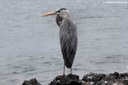 Ardea herodias cognata
