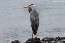 Kanadareiher (Ardea herodias cognata) auf Bartolomé, Galápagos, Ecuador