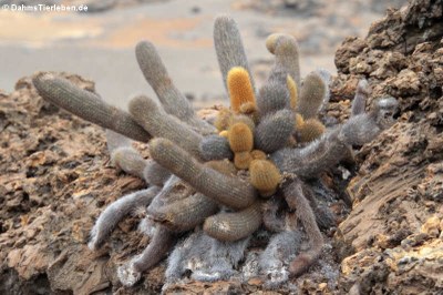 Lava-Kaktus (Brachycereus nesioticus)
