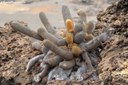 Lava-Kaktus (Brachycereus nesioticus)