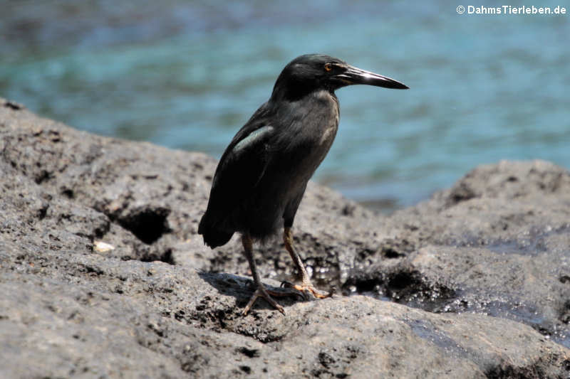 Butorides sundevalli-5