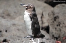 Galapagospinguin (Spheniscus mendiculus) auf der Galápagos-Insel Bartolomé