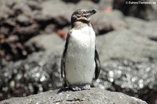 Galapagospinguin (Spheniscus mendiculus) auf der Galápagos-Insel Bartolomé