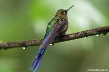 Bellavista Cloud Forest Reserve, Ecuador