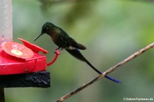 Bellavista Cloud Forest Reserve, Ecuador