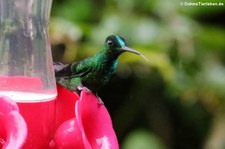 Bellavista Cloud Forest Reserve, Ecuador