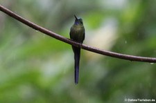 Bellavista Cloud Forest Reserve, Ecuador