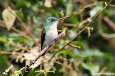 Andenamazilie (Amazilia franciae viridiceps) im Bellavista Cloud Forest Reserve, Ecuador 