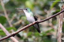 Andenamazilie (Amazilia franciae viridiceps) im Bellavista Cloud Forest Reserve, Ecuador 