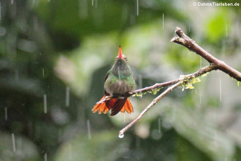 Braunschwanzamazilie im Regen (Amazilia tzacatl jucunda)