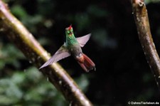 Braunschwanzamazilie (Amazilia tzacatl jucunda) im Bellavista Cloud Forest Reserve, Ecuador