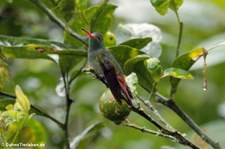 Braunschwanzamazilie (Amazilia tzacatl jucunda) im Bellavista Cloud Forest Reserve, Ecuador