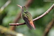 Braunschwanzamazilie (Amazilia tzacatl jucunda) im Bellavista Cloud Forest Reserve, Ecuador