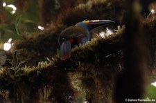 Leistenschnabeltukan (Andigena laminirostris) im Bellavista Cloud Forest Reserve, Ecuador