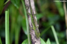 Anolis gemmosus im Bellavista Cloud Forest Reserve, Ecuador