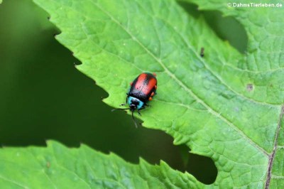 Käfer (Aspicela bourcieri)