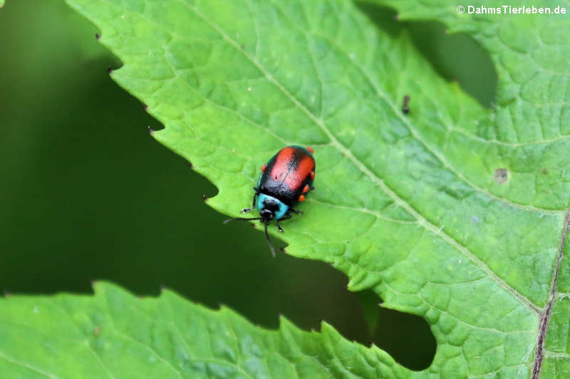 Käfer (Aspicela bourcieri)