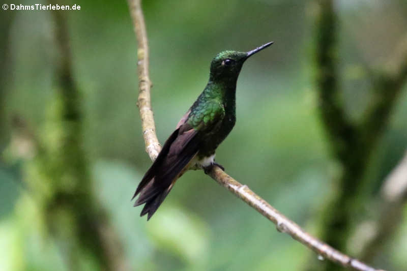 Boissonneaua flavescens tinochlora-2