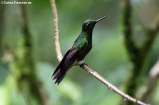 Fahlschwanzkolibri (Boissonneaua flavescens tinochlora) im Bellavista Cloud Forest Reserve, Ecuador