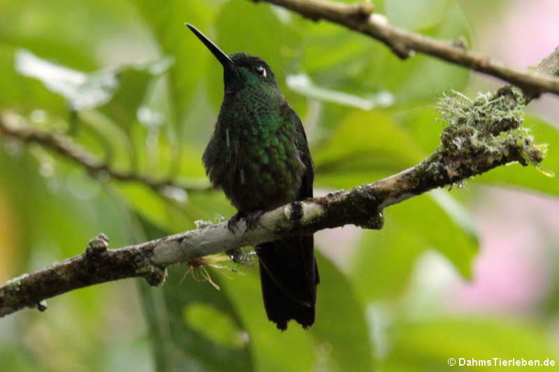 Discosura conversii-2