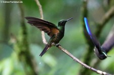 Fahlschwanzkolibri (Boissonneaua flavescens tinochlora) im Bellavista Cloud Forest Reserve, Ecuador