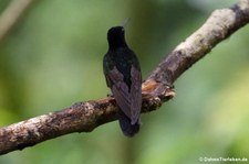 Hyazinthkolibri (Boissonneaua jardini) im Bellavista Cloud Forest Reserve, Ecuador