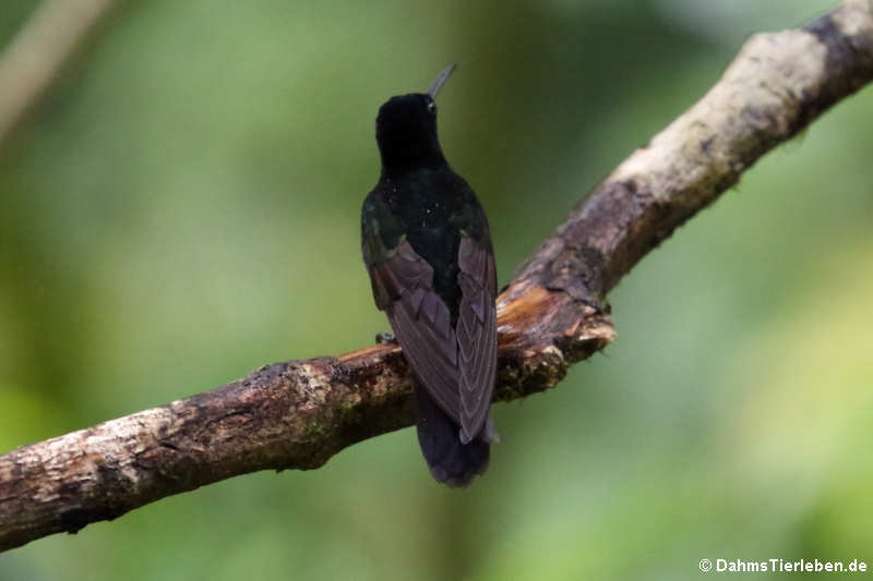 Hyazinthkolibri (Boissonneaua jardini)